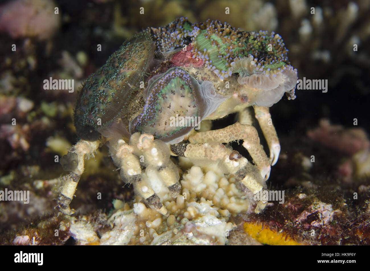 Decorator Crab - MariveneÂ´s Spider Crab Stock Photo - Image of spider,  crustacea: 49329018