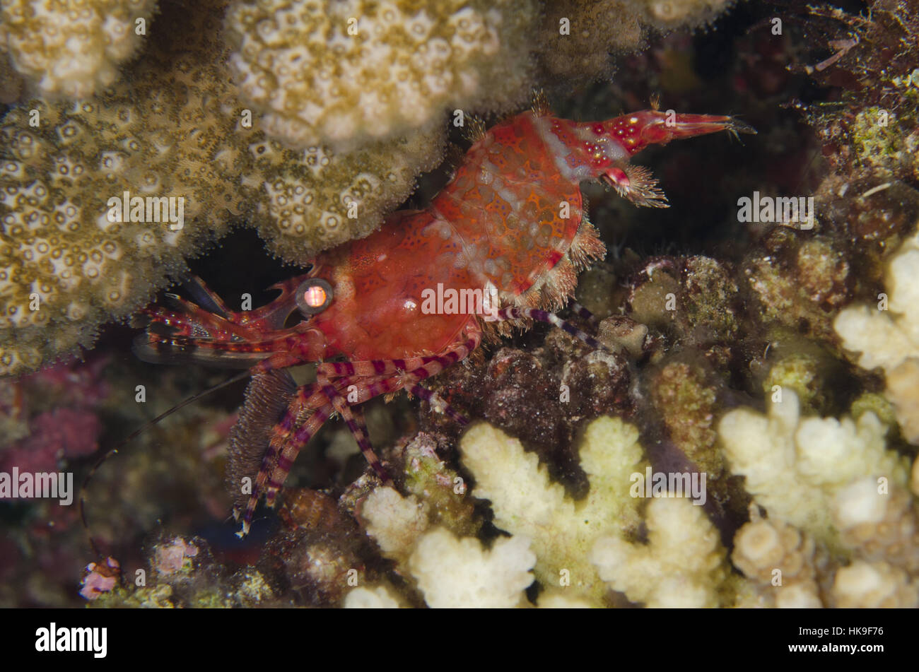 Common Marbled Shrimp (Saron marmoratus), on hard coral, Ngursituli dive site, Forgotten Islands, Ngursituli Island, near Tanimbar, Banda Sea, Indones Stock Photo