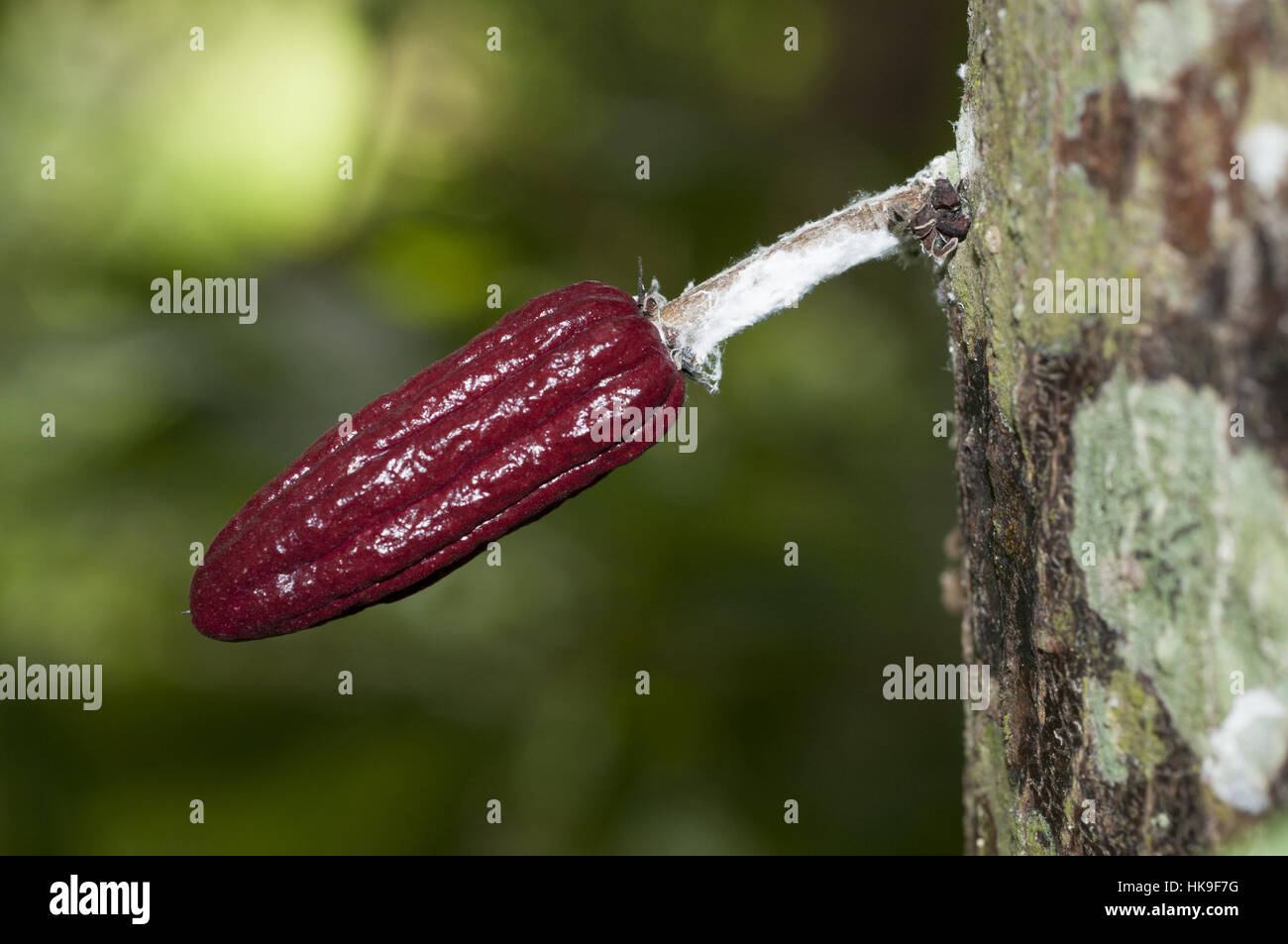 Cocoa Pod (Theobroma cacao), Klungkung, Bali, Indonesia Stock Photo