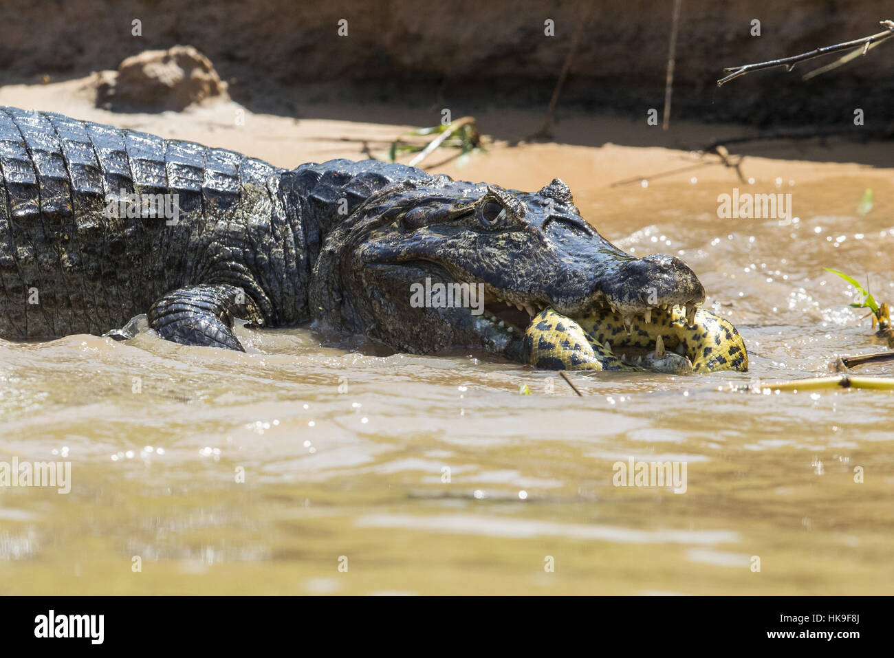 Paraguayan Caiman (Caiman yacare) adult, killing Yellow Anaconda (Eunectes notaeus) prey, Three Brothers River, Mato Grosso, Brazil, September Stock Photo