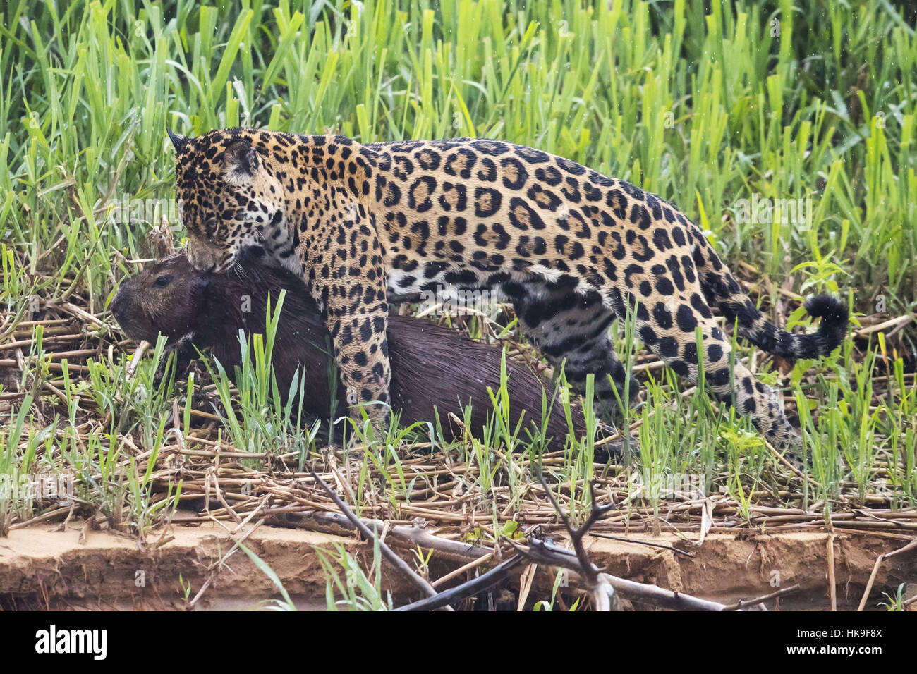 Jaguar panthera onca palustris adult hires stock photography and