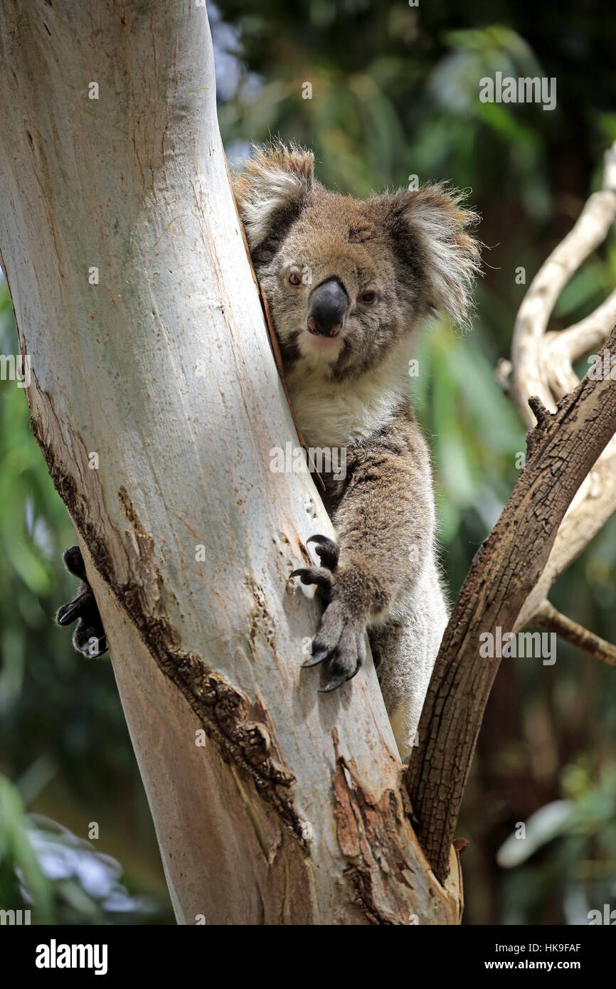 Koala, (Phascolarctos cinereus), Mount Lofty, South Australia, Australia Stock Photo