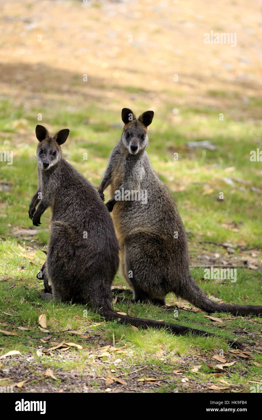 Swamp Wallaby, (Wallabia bicolor), couple, pair, Mount Lofty, South Australia, Australia Stock Photo