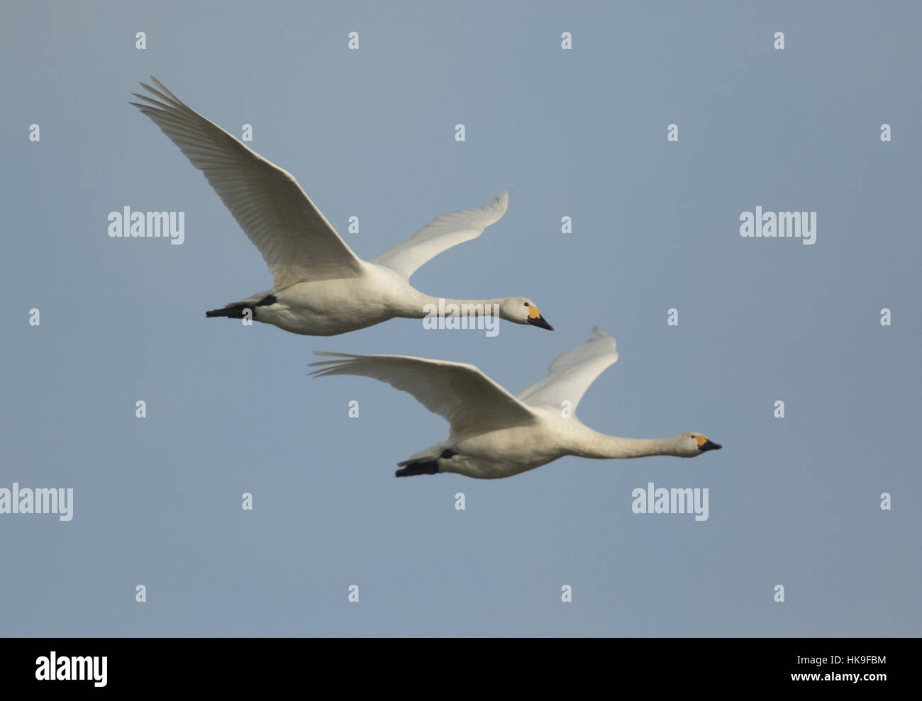 Bewicks swans in flight, pair, blue sky, Cygnus colombianus, Glocs, UK, winter Stock Photo