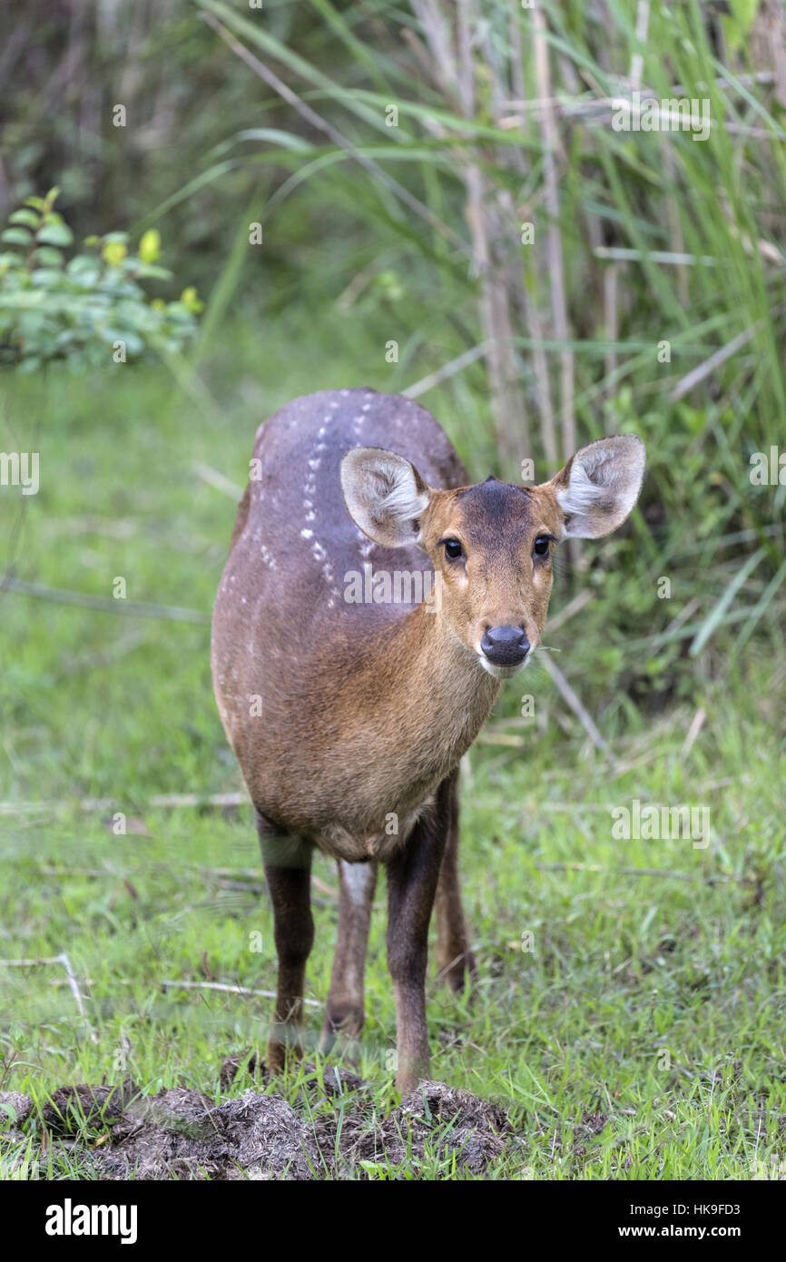 Hog deer (Axis porcinus), adult female standing in grass, Kaziranga National Park, Assam, India, April Stock Photo