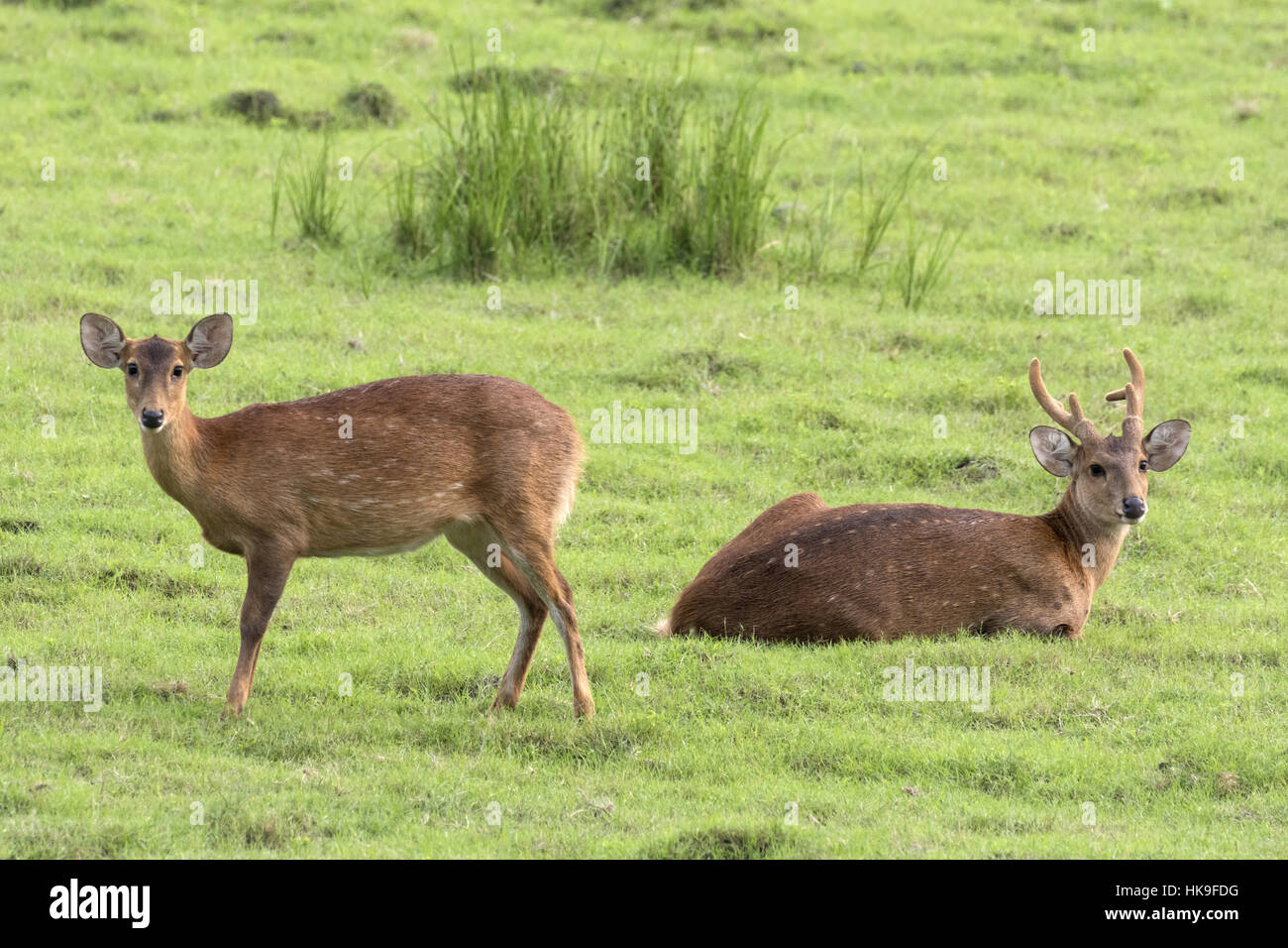 Hog deer (Axis porcinus), adult male and female in grassland, Kaziranga National Park, Assam, India, April Stock Photo