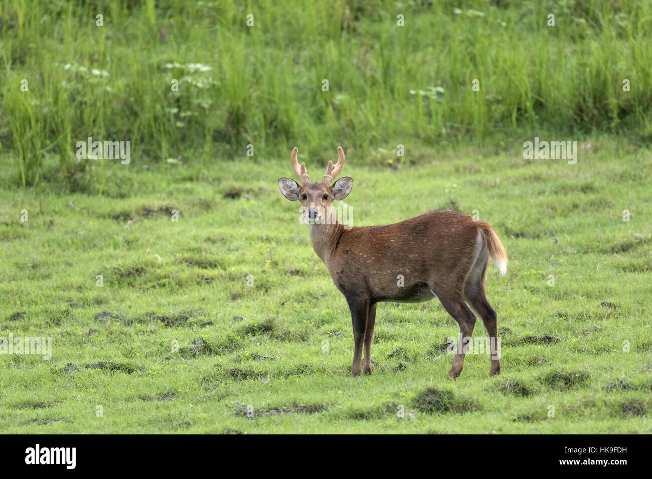 Hog deer (Axis porcinus), adult male standing in grassland, Kaziranga National Park, Assam, India, April Stock Photo