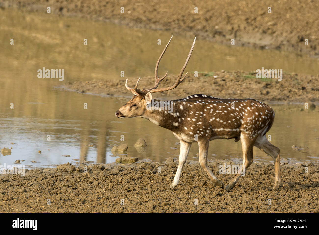 Chital (Axis axis), male beside waterhole, Tadoba National Park, Maharashtra, India, April Stock Photo