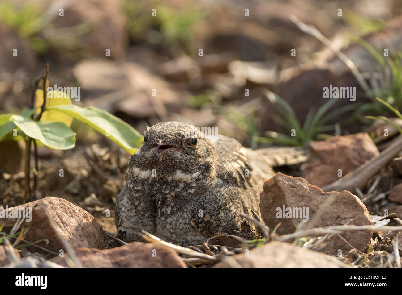 Savanna nightjar (Caprimulgus affinis), adult sitting on ground, Tadoba National Park, Maharashtra, India, April Stock Photo