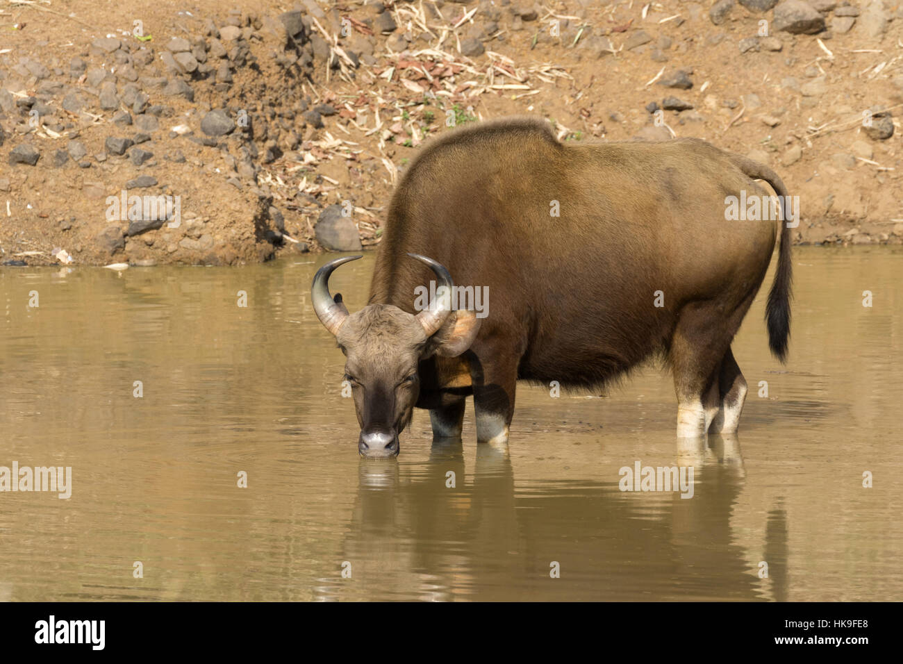 Gaur (Bos gaurus), adult drinking at waterhole, Tadoba National Park, Maharashtra, India, April Stock Photo