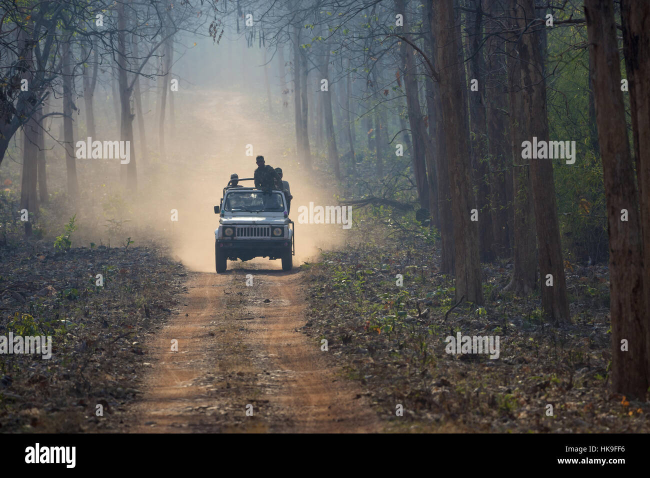 people in off-road vehicle driving on dusty forest track in Tadoba National Park, Maharashtra, India, April Stock Photo