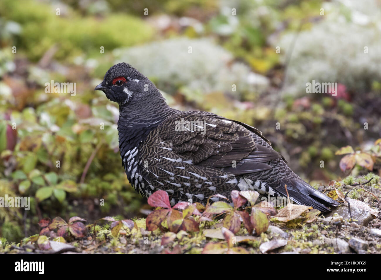 Spruce grouse (Falcipennis canadensis), adult male on the forest ground, Jacques-Cartier National Park, province Quebec, Canada, October Stock Photo