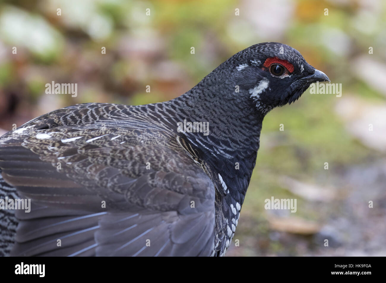 Spruce grouse (Falcipennis canadensis), portrait of an adult male, Jacques-Cartier National Park, province Quebec, Canada, October Stock Photo