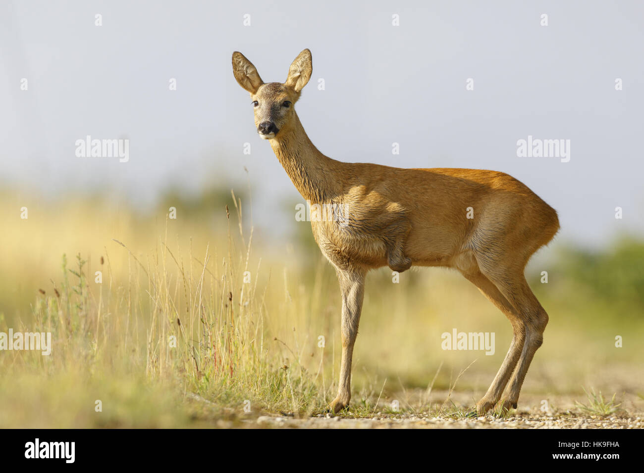 Western Roe Deer (Capreolus capreolus) female with missing front leg, on farm track, Norfolk, UK