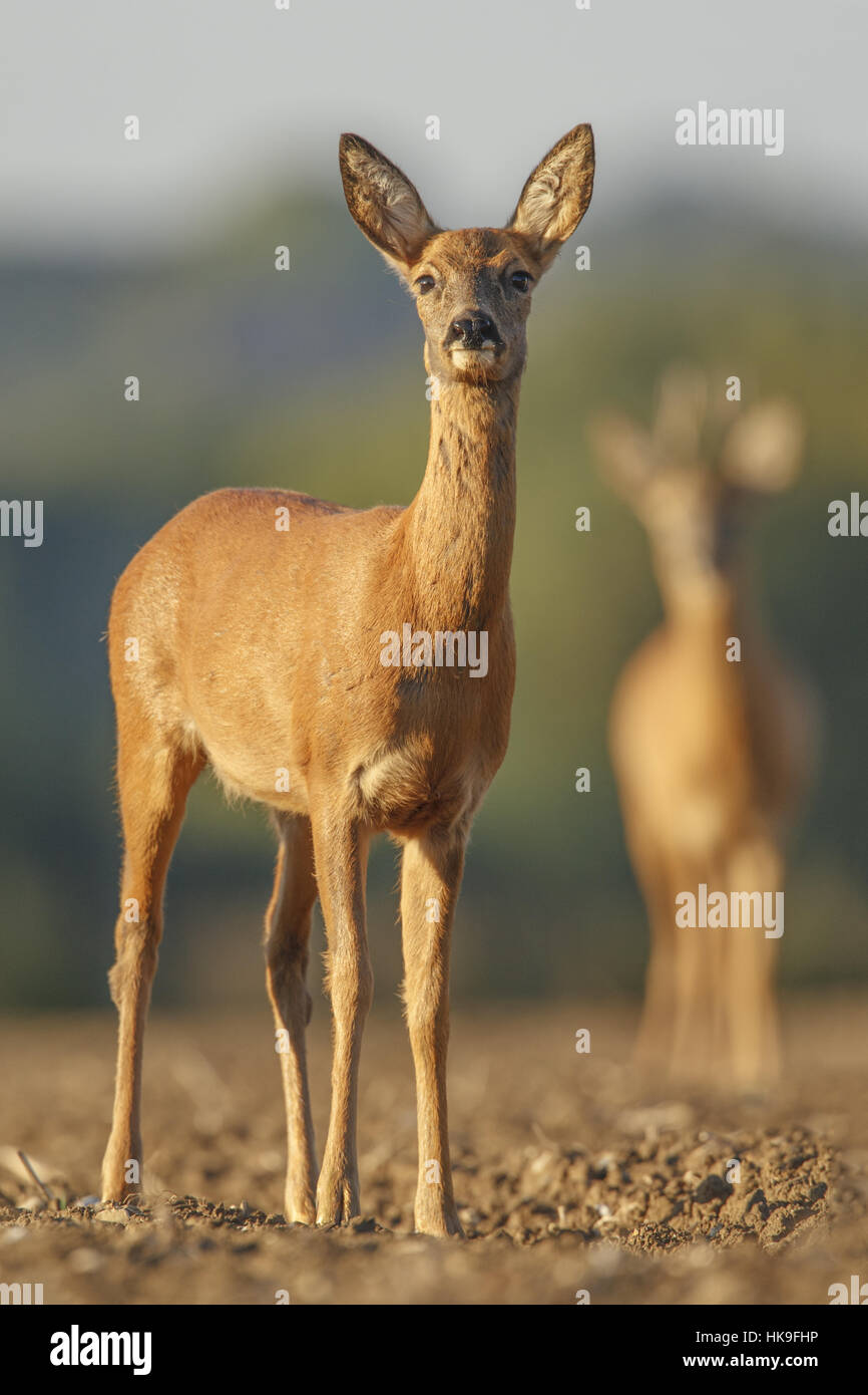 Western Roe Deer (Capreolus capreolus) adult female on ploughed field ...