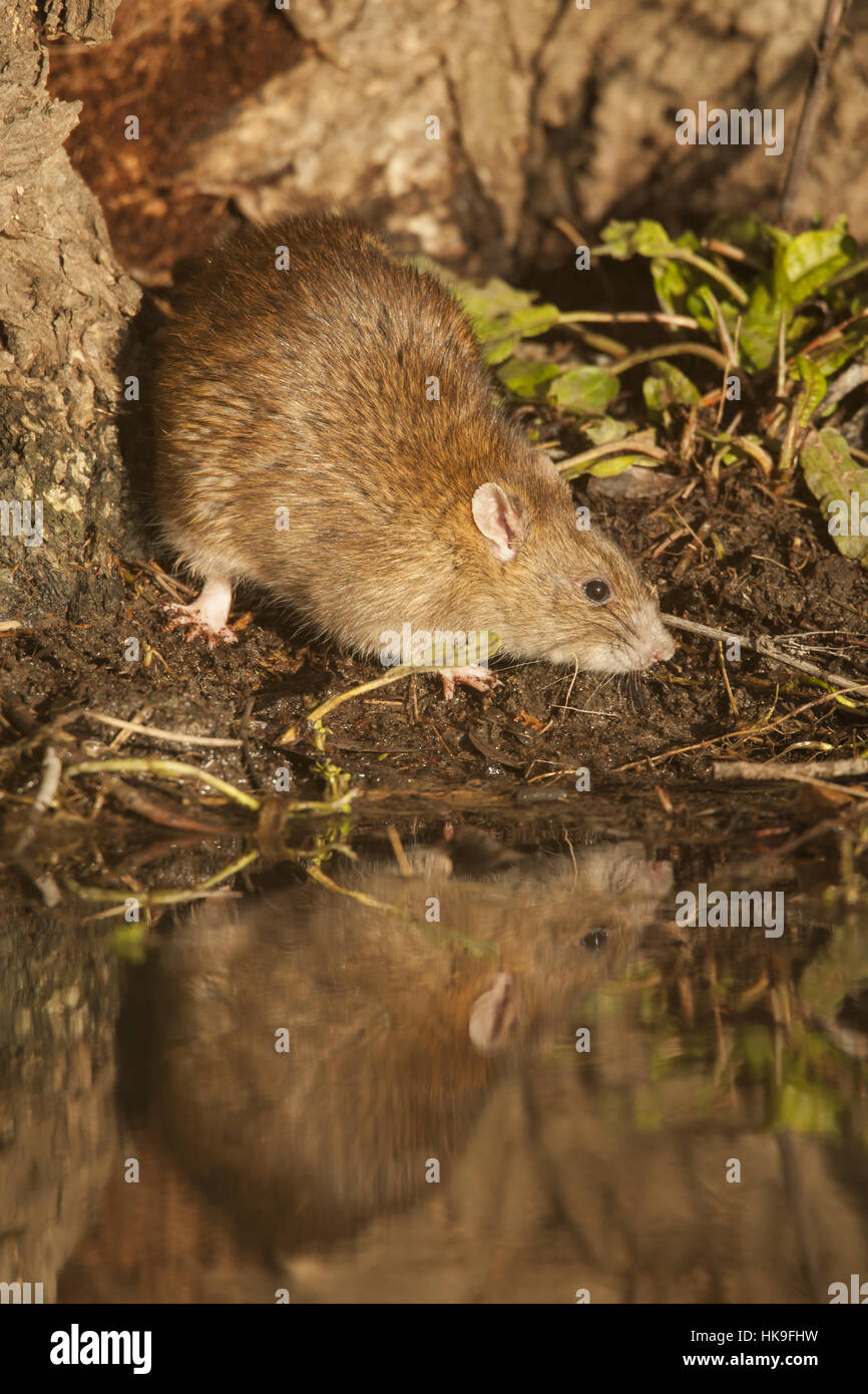 Brown Rat (Rattus norvegicus) adult, at water's edge,South Norfolk, UK ...