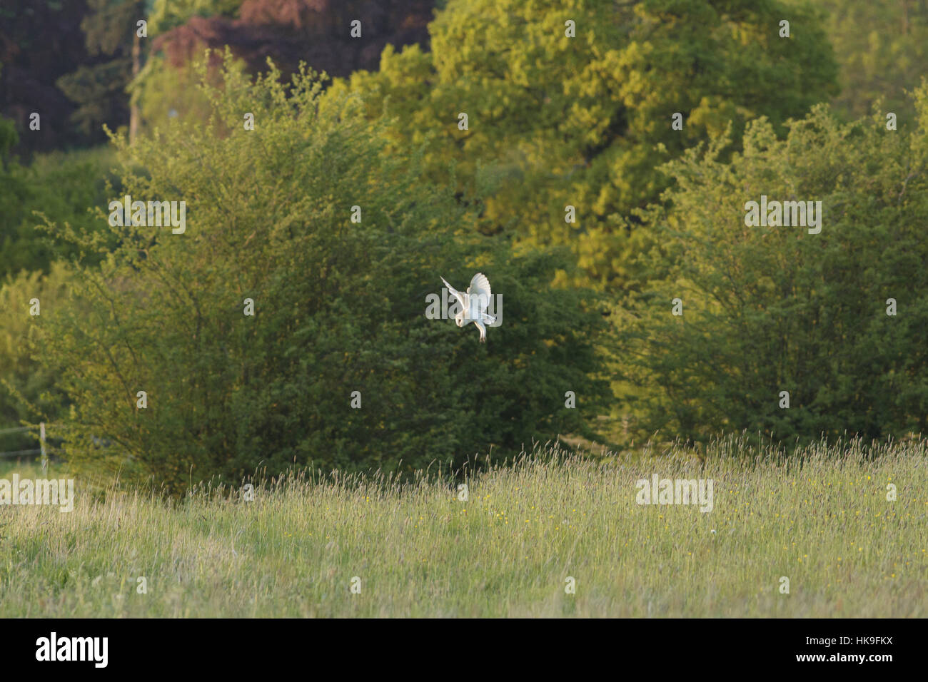 Barn Owl (Tyto alba) adult, hunting over rough fields and hedgerows, farmland, West Yorkshire, England, May Stock Photo