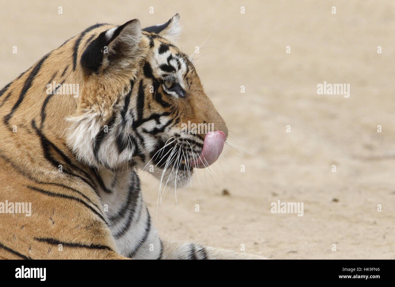 Tiger, Panthera tigris, detail of head of female licking its lips, Ranthambore National Park, Rajasthan, India, February Stock Photo