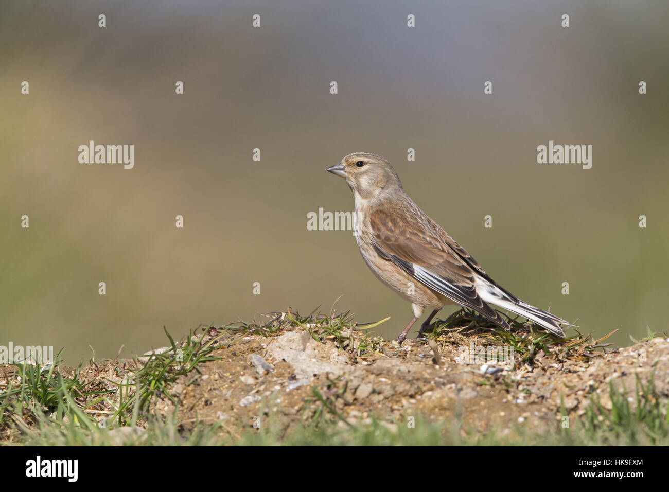 Linnet (Carduelis cannabina) adult male, winter plumage, standing on ground, Suffolk, England, UK, march Stock Photo