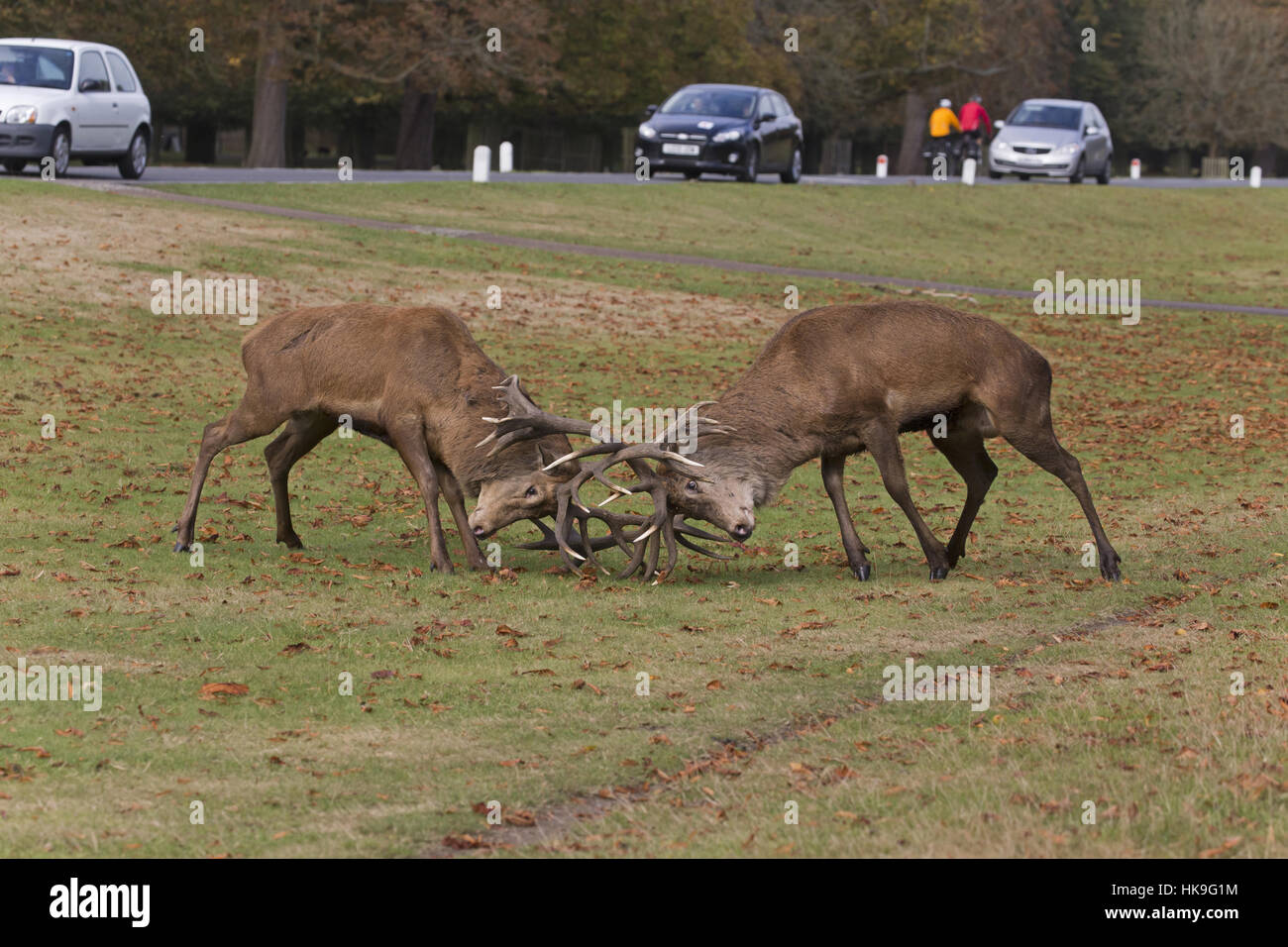 Red Deer (Cervus elaphus) 2 stags, fighting next to road during rut, Bushy Park, Richmond Upon Thames, London, England, October Stock Photo