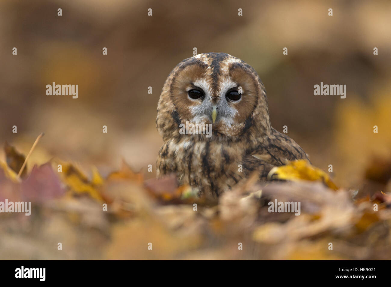 Tawny Owl (Strix aluco) adult, perched on woodland floor among autumn leaves, Suffolk, England, November, controlled subject Stock Photo