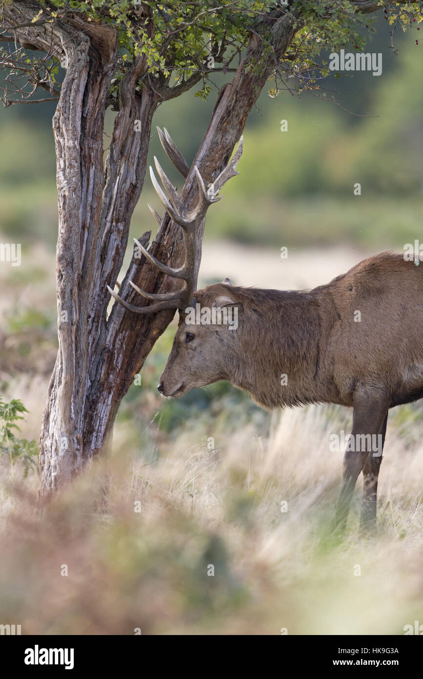 Antler rub on tree hires stock photography and images Alamy