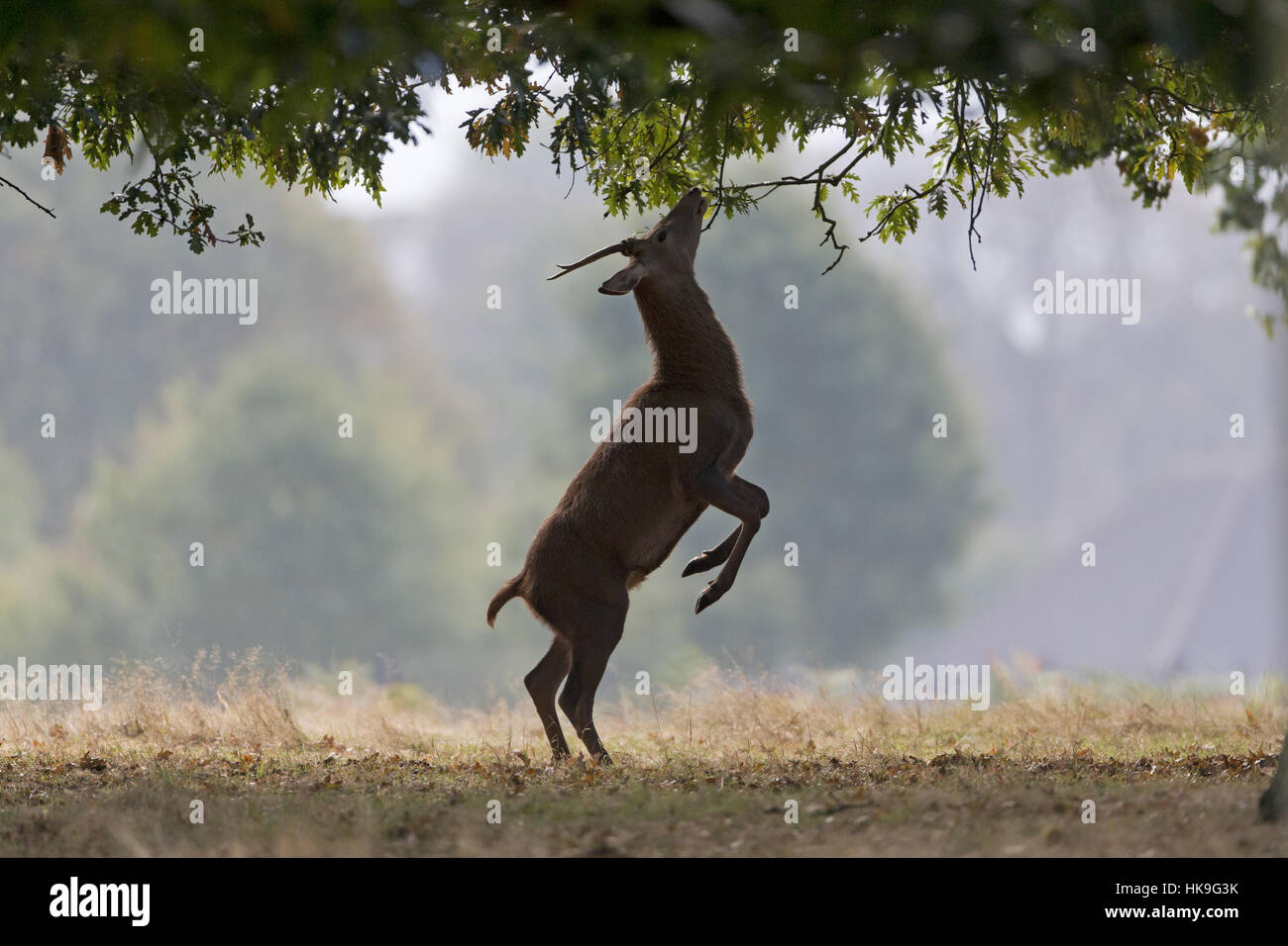 Red Deer (Cervus elaphus) yearling stag, standing on hind legs to feed on leaves, Bushy Park, Richmond Upon Thames, London, England, October Stock Photo