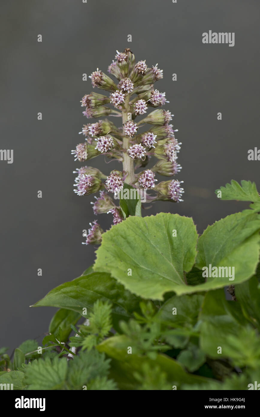 Butterbur, Petasites hybridus, flowering on the banks of the Kennet and Avon Canal, April Stock Photo