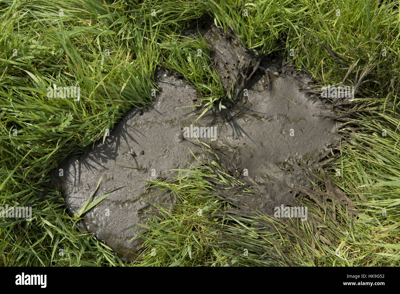 A fresh runny cow pat from a cow grazing on young spring grass, Berkshire, May Stock Photo