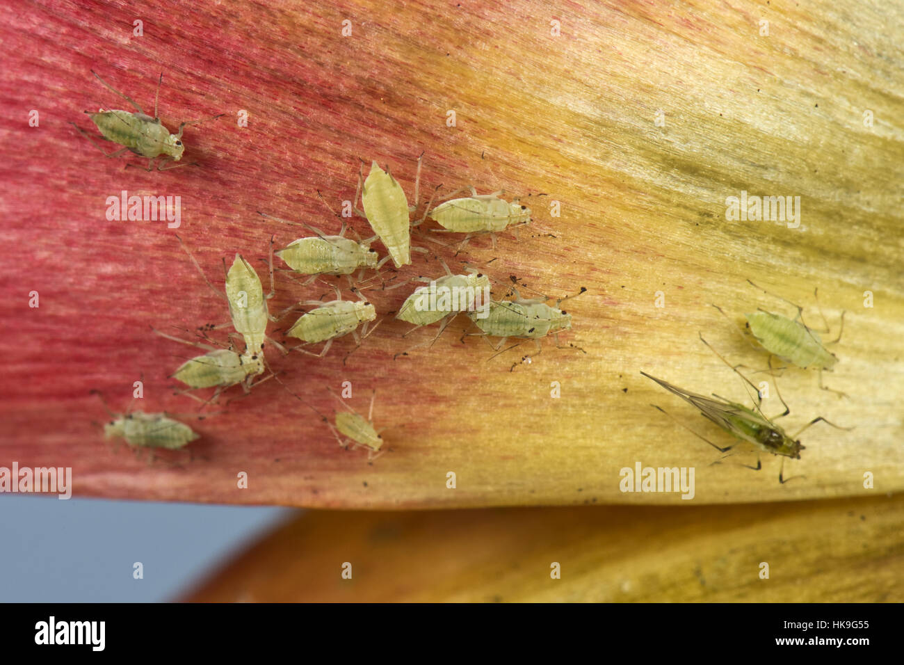 Potato aphids, Macrosiphum euphorbiae, on a tulip flower, Berkshire, May Stock Photo