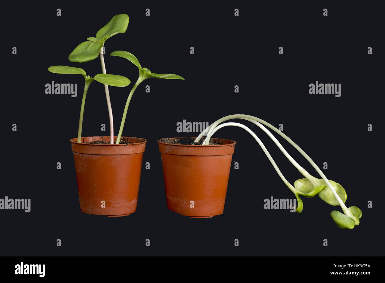 Sunflower seedlings grown with and etiolated, chlorotic and week