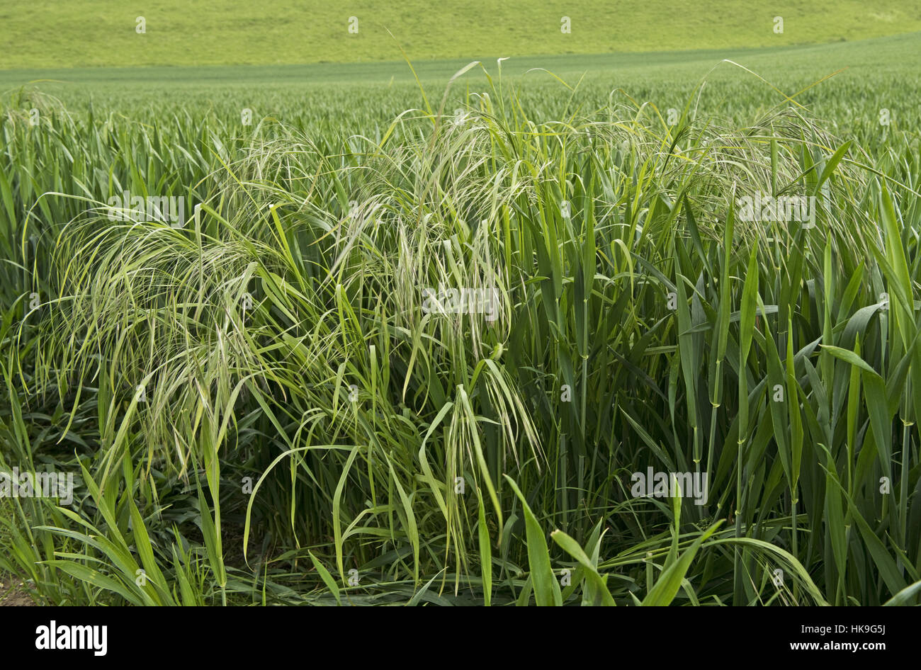 Sterile or barren brome, Bromus sterilis, flower spikes of  grass weeds in a winter wheat crop, May Stock Photo