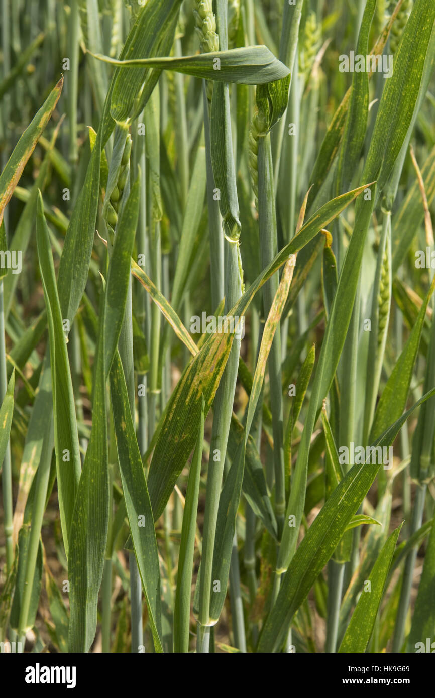 Late season infection of yellow or stripe rust, Puccinia striiformis, on winter wheat flag leaves, June Stock Photo