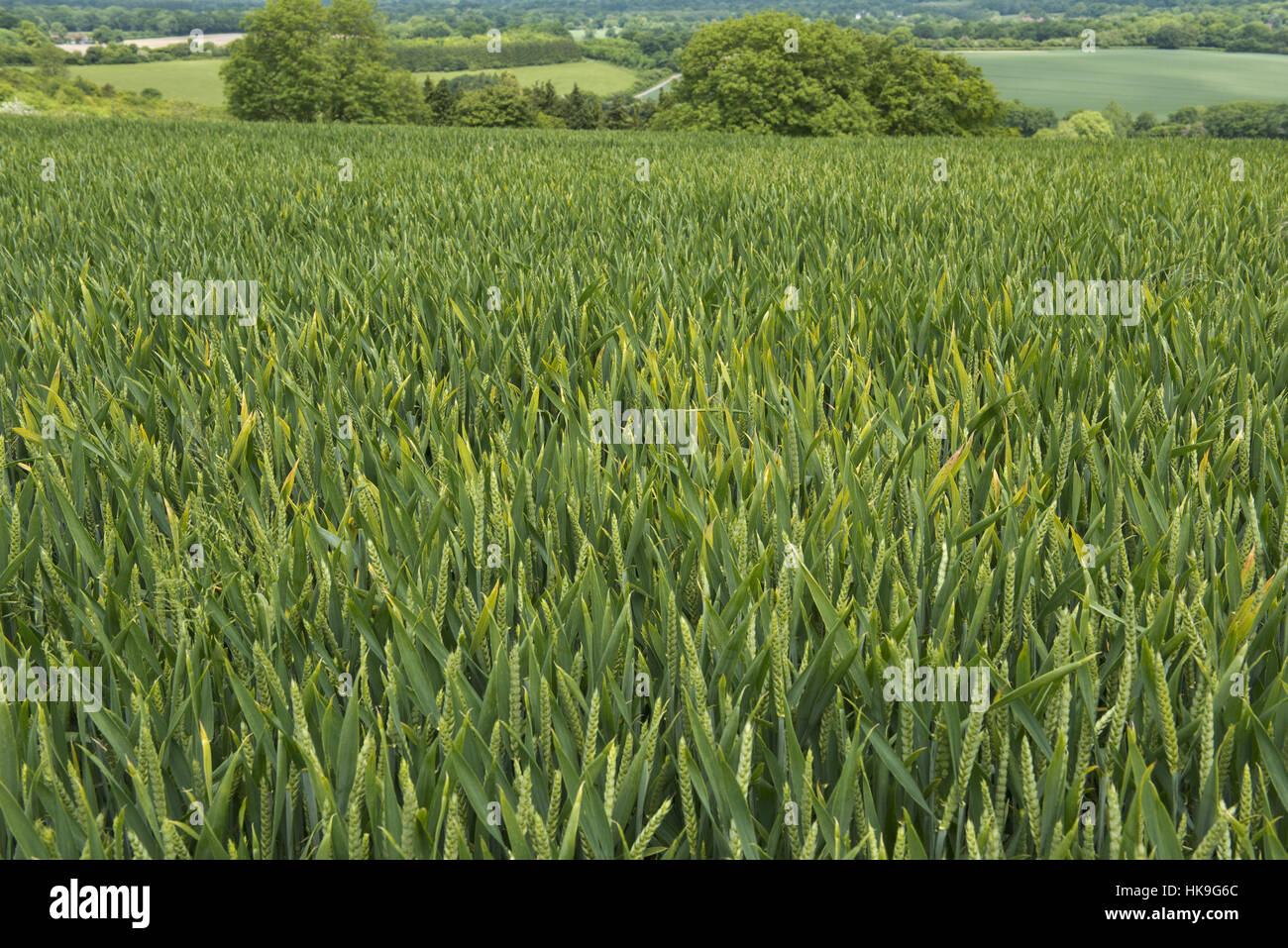 A mild focus of barley yellow dwarf virus, BYDV, infection in a winter wheat crop at flag leaf stage Stock Photo