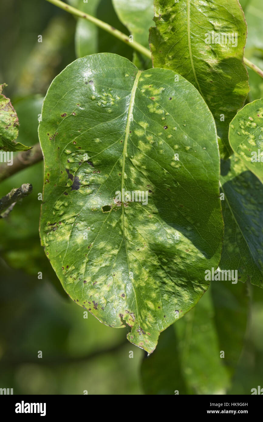 Early damage caused by pear leaf blister mite, Eriophyes pyri, to