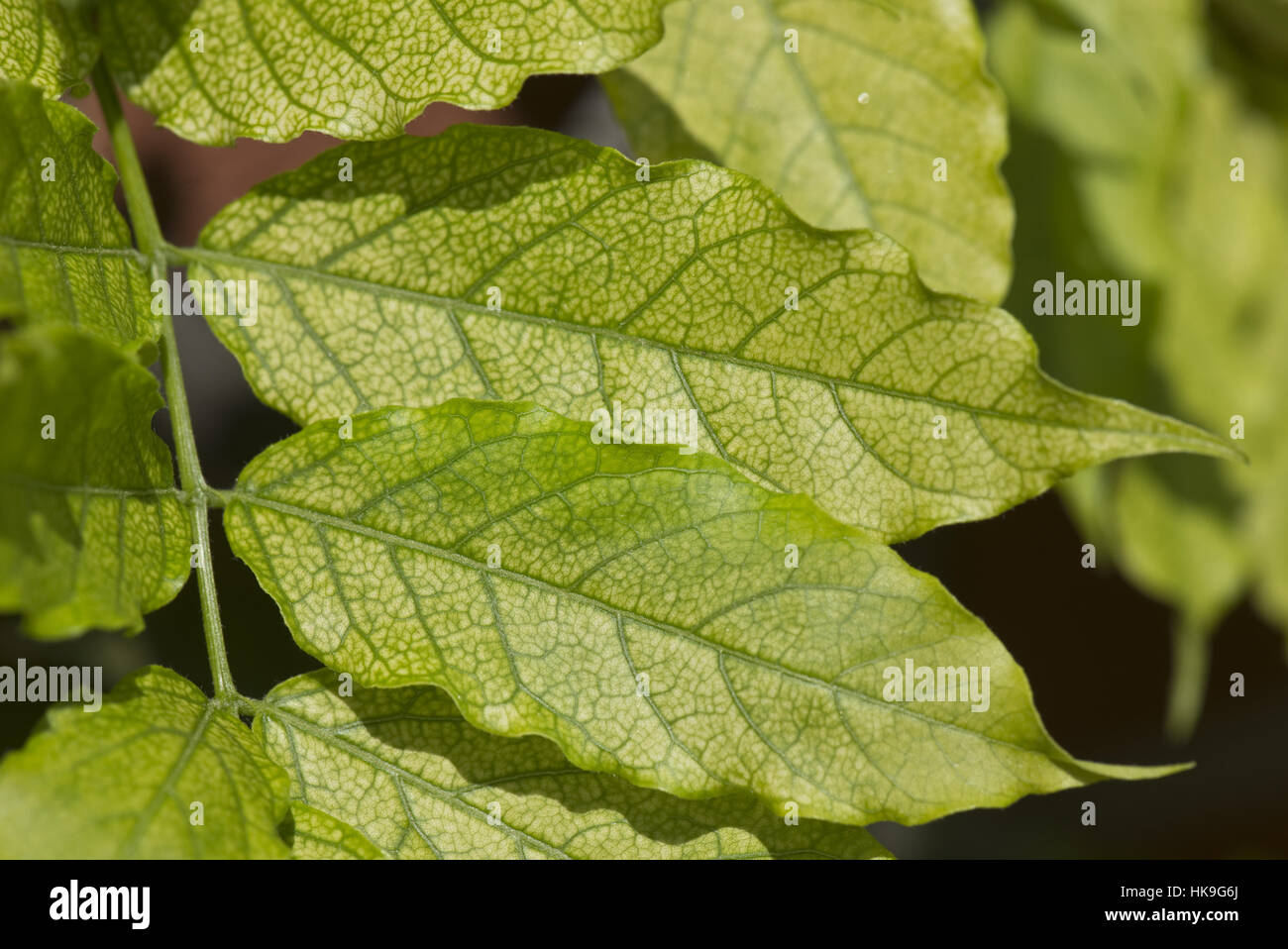 Chlorosis caused iron deficiency on hires stock photography and images