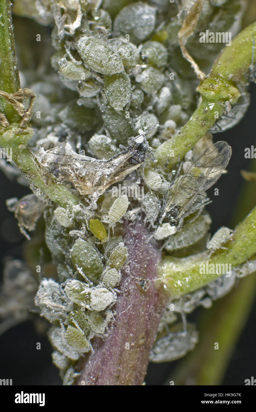 Cabbage aphid mealy cabbage aphid hires stock photography and images Alamy
