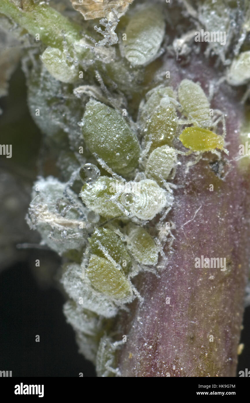 Mealy cabbage aphid, Brevicoryne brassicae, colony of females and juveniles on a brassica stem