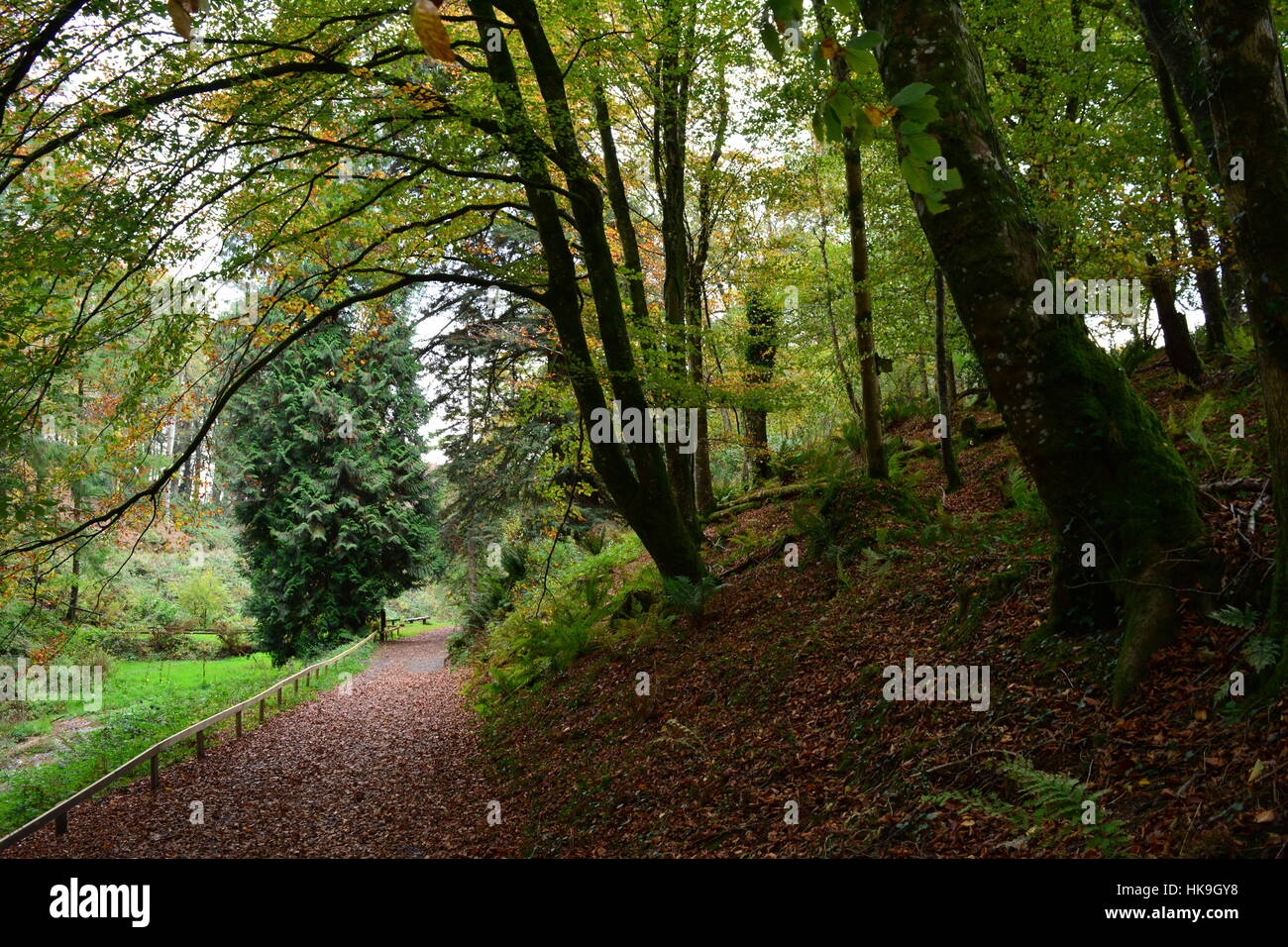 A woodland walk near Arlington Court, Devon, UK Stock Photo Alamy