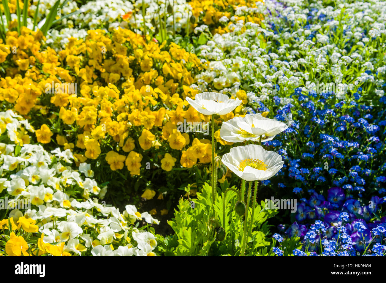 Different blooming flowers at Island Mainau, the 'Island of flowers' at Lake Constance Stock Photo