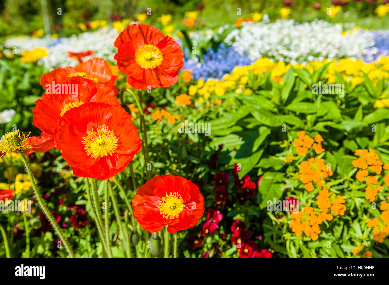Red Poppy Seed (lat. papaver papaveris) and different blooming flowers at Island Mainau, the 'Island of flowers' at Lake Constance Stock Photo