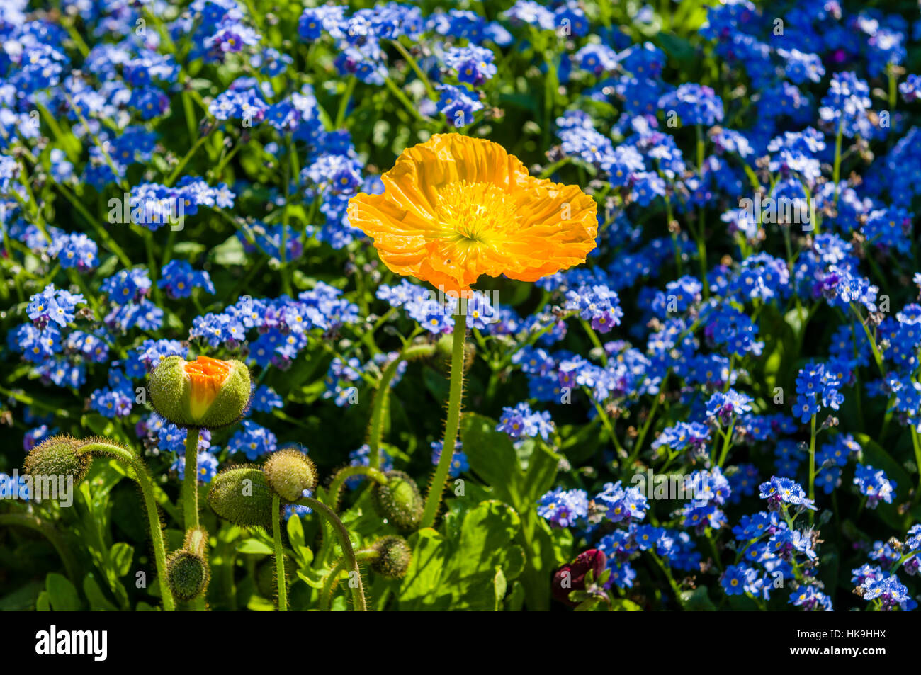 Yellow Poppy Seed (lat. papaver papaveris) and different blooming flowers at Island Mainau, the 'Island of flowers' at Lake Constance Stock Photo