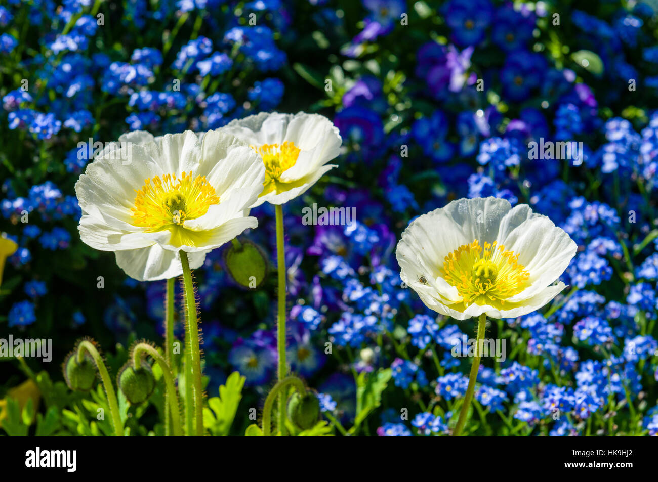 White Poppy Seed (lat. papaver papaveris) and different blooming flowers at Island Mainau, the 'Island of flowers' at Lake Constance Stock Photo