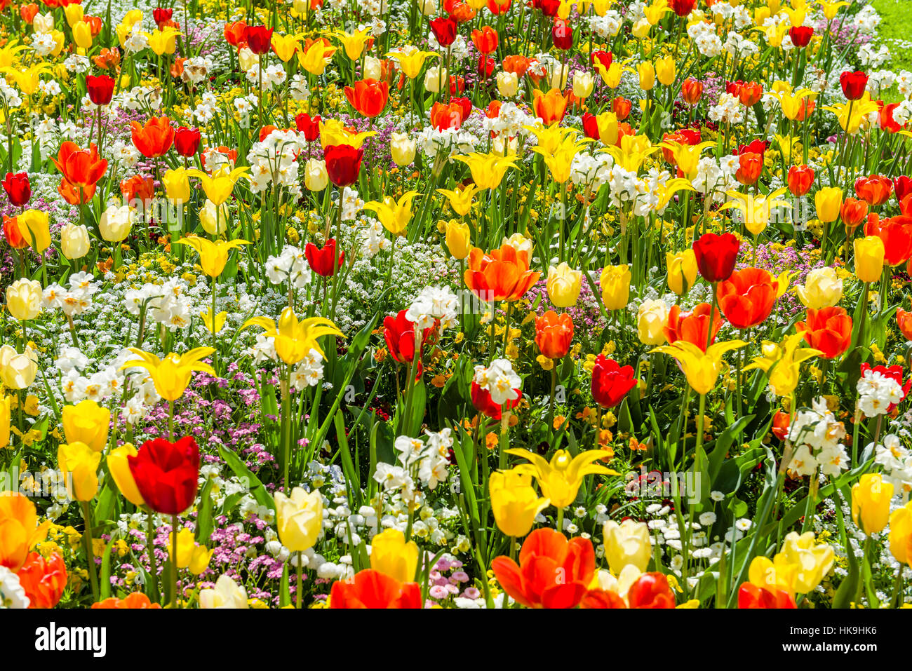 Different blooming Tulips (lat. Tulipa) at Island Mainau, the 'Island of flowers' at Lake Constance Stock Photo