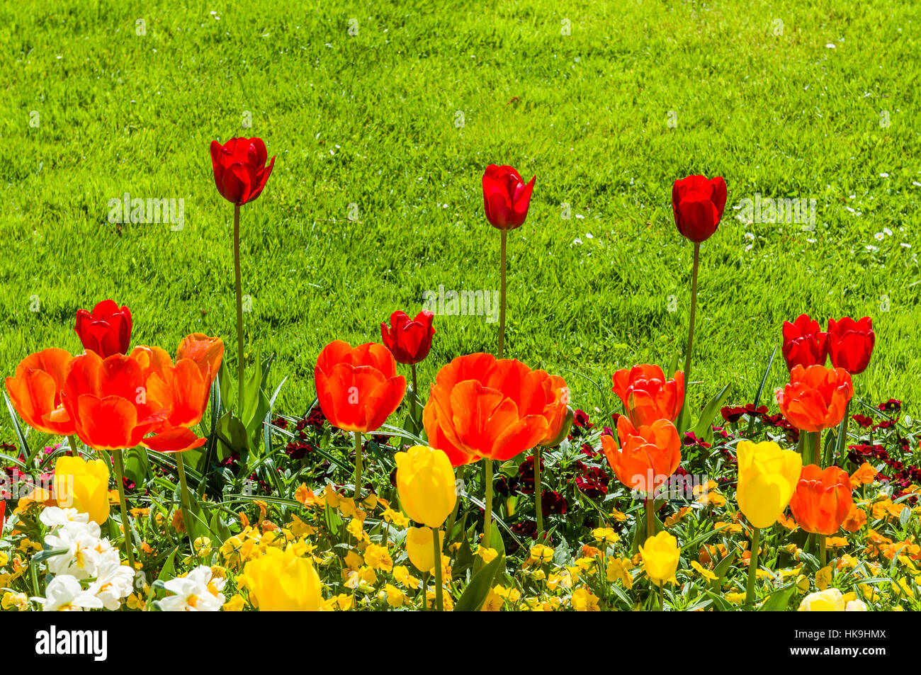 Different blooming Tulips (lat. Tulipa) at Island Mainau, the 'Island of flowers' at Lake Constance Stock Photo