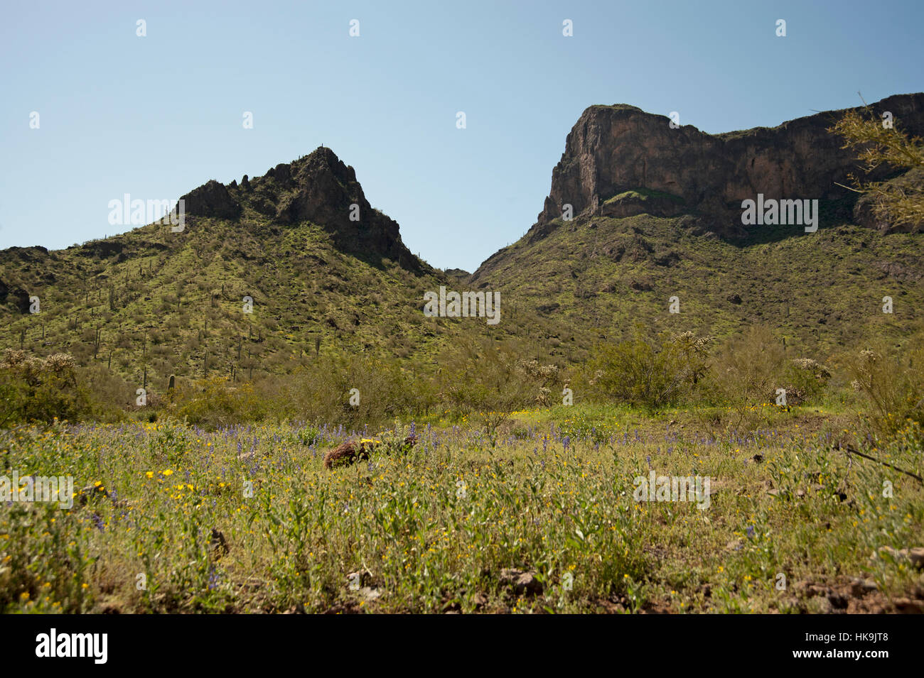 Canyon in the Picacho Peak State Park with Picacho Peak and smaller hill.  Some Daisies and purple flowers in the foreground. Stock Photo