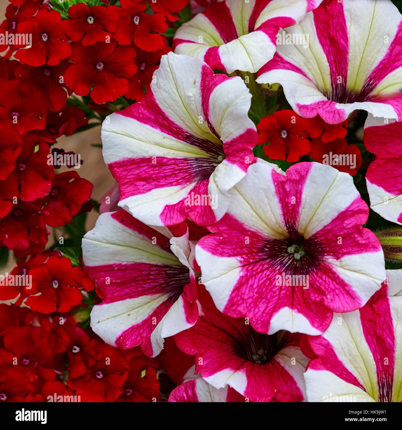 Petunias in the summer garden Stock Photo Alamy