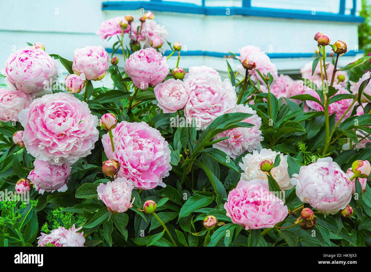 Pink peony (Paeonia officinalis) plants in bloom in the home garden. Stock Photo