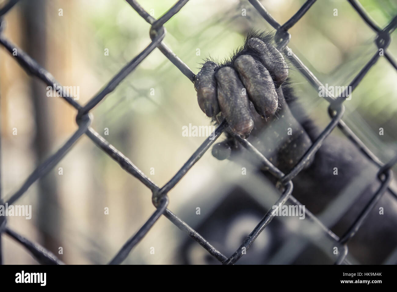 Wildlife animals in captivity concept Stock Photo Alamy