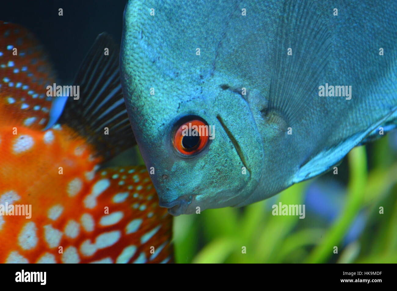 Blue Freshwater Discus Stock Photo